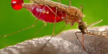 Los mosquitos y las enfermedades que propagan han matado a más personas que todas las guerras de la historia juntas. De hecho, el mosquito es, con mucho, la criatura más mortífera del mundo para los humanos. Entender por qué nos pica podría ayudar a evitarlo. (Wikimedia Commons / CDC/ James Gathany)