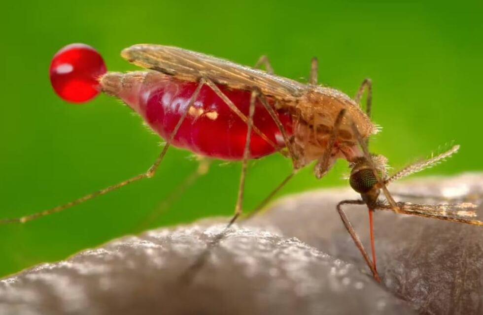 Detectan el primer caso de Malaria en San Juan