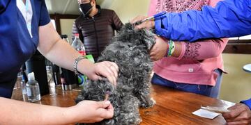 “Zoonosis más cerca” se ubicará en el B° Bahía Golondrina