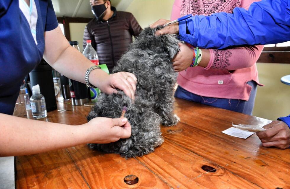 El Municipio tendrá una nueva jornada del programa “Zoonosis más Cerca”