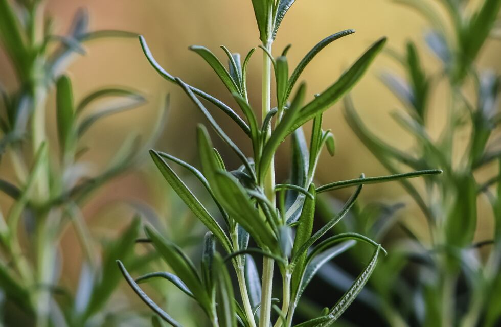 Rápido y fácil de hacer: el ritual del romero que invitará a la fortuna y prosperidad a tu hogar
