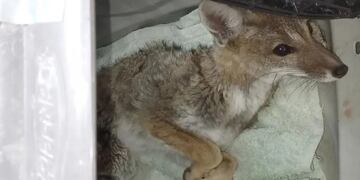 Rescataron a un pequeño zorro atropellado en las calles mendocinas y está internado