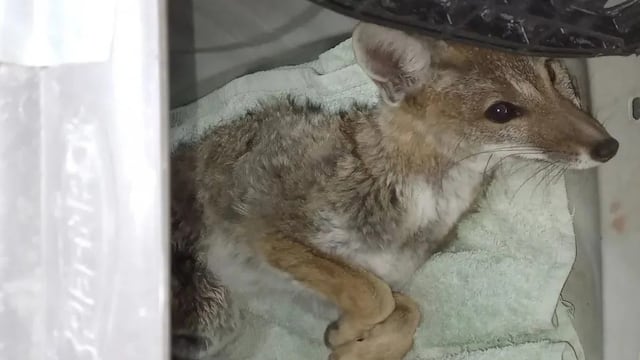 Rescataron a un pequeño zorro atropellado en las calles mendocinas y está internado