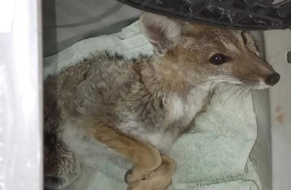 Rescataron a un pequeño zorro atropellado en las calles mendocinas y está internado