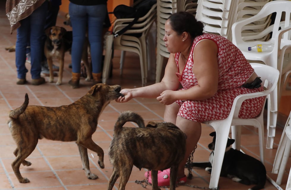 Héroes de cuatro patas: varios perros le salvaron la vida a una mujer que quedó atrapada en medio de una avalancha