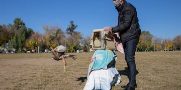 El intendente Ulíano Suarez libera uno de los tres gavilanes mixtos en el Parque Cívico. Las aves fueron recuparadas por la Fundación Cullunche. Gentileza MCM