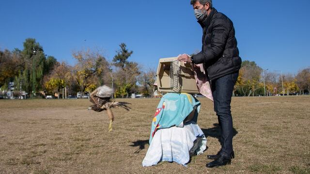 El intendente Ulíano Suarez libera uno de los tres gavilanes mixtos en el Parque Cívico. Las aves fueron recuparadas por la Fundación Cullunche. Gentileza MCM