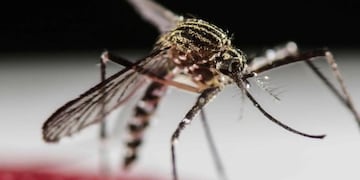 Continúan los operativos contra los vectores del Dengue y la Chikunguña en Puerto Iguazú.