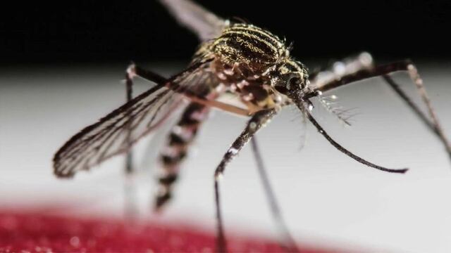 El avance del dengue en todo el territorio argentino genera preocupación entre la población y las autoridades. Foto: Los Andes.
