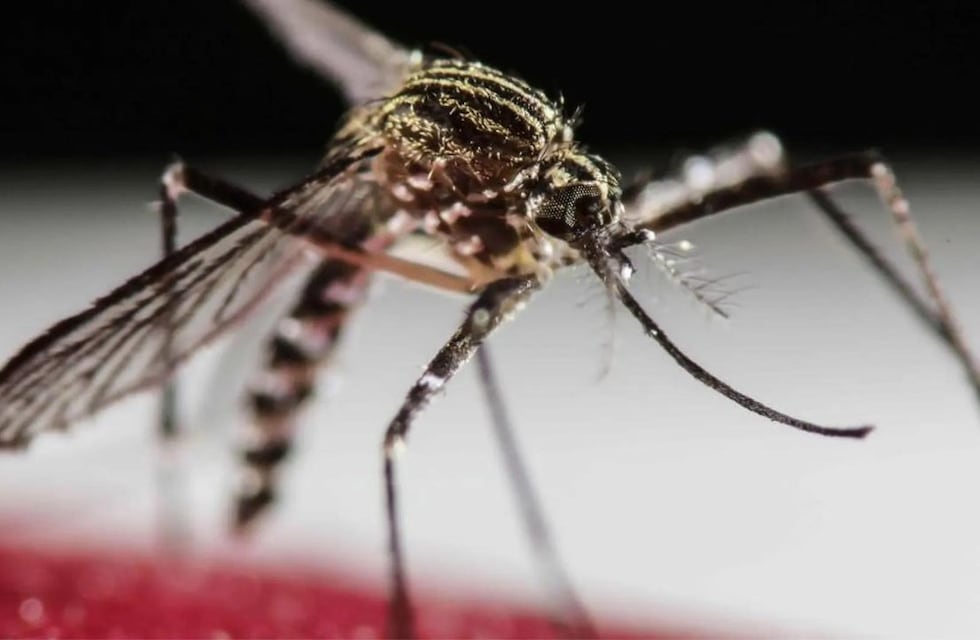 La ANMAT aprobó una vacuna contra el dengue propia de un laboratorio japonés