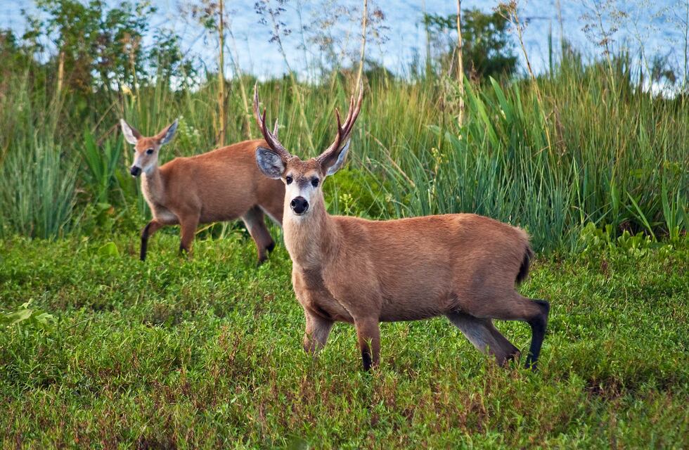 Verano 2024: cuatro Parques Nacionales que deberías conocer durante las vacaciones