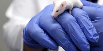 Científicos lograron volver transparente la piel de ratones usando colorante de Doritos