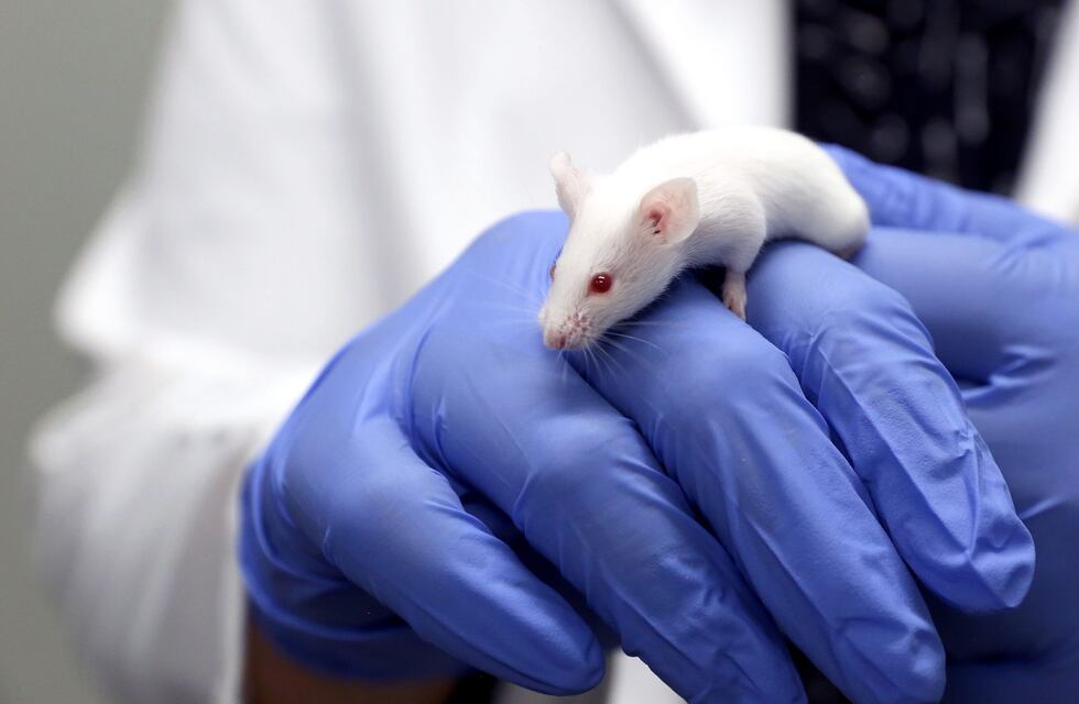 Crearon una fórmula que hace transparente la piel de los ratones: cómo podría aplicarse en humanos en el futuro