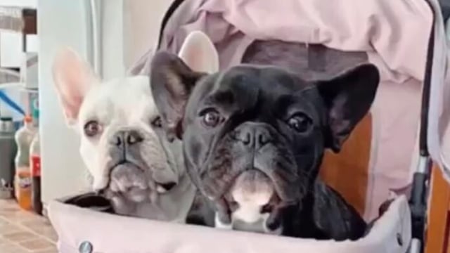 Rosita y Ginebra ya están con sus dueños.