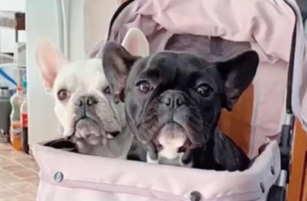 Aparecieron las perritas que habían sido robadas