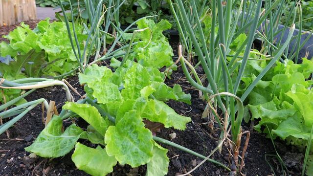 7 plantas que se llevan bien en la huerta, pero no tanto en un plato.