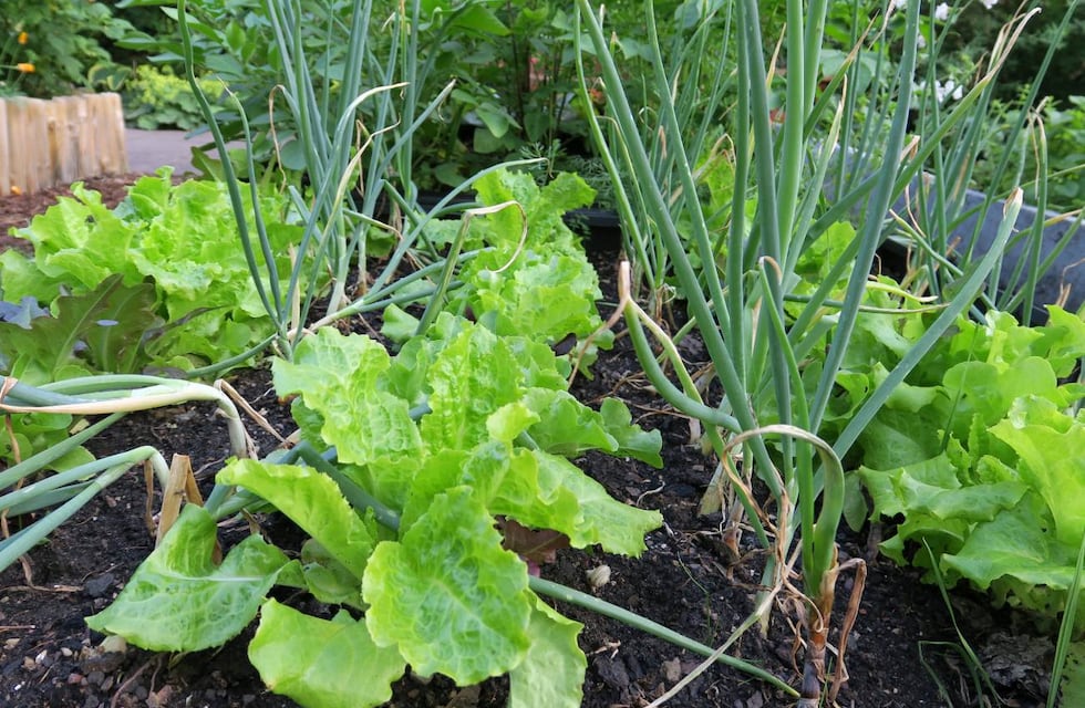 7 plantas que se llevan bien en la huerta, pero no tanto en un plato