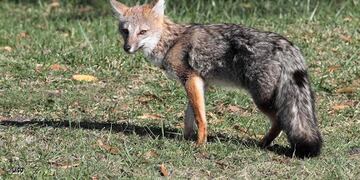 Apareció un zorro en las escaleras de un edificio en La Plata.