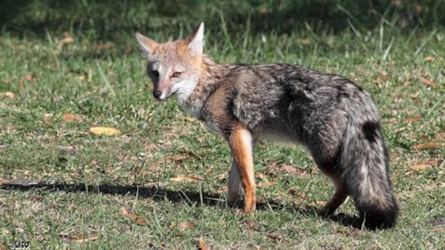 El zorro gris pampeano es una especie protegida.