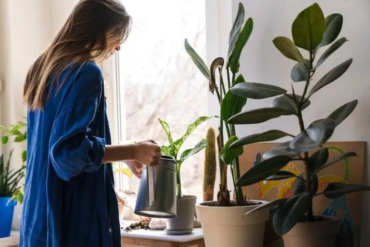 Por qué colocar vinagre en las hojas de las plantas