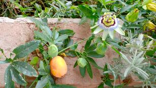 Maracuyá, el fruto de color amarillo, anaranjado o morado que produce la planta trepadora conocida como "pasionaria".