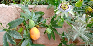 Maracuyá, el fruto de color amarillo, anaranjado o morado que produce la planta trepadora conocida como "pasionaria".