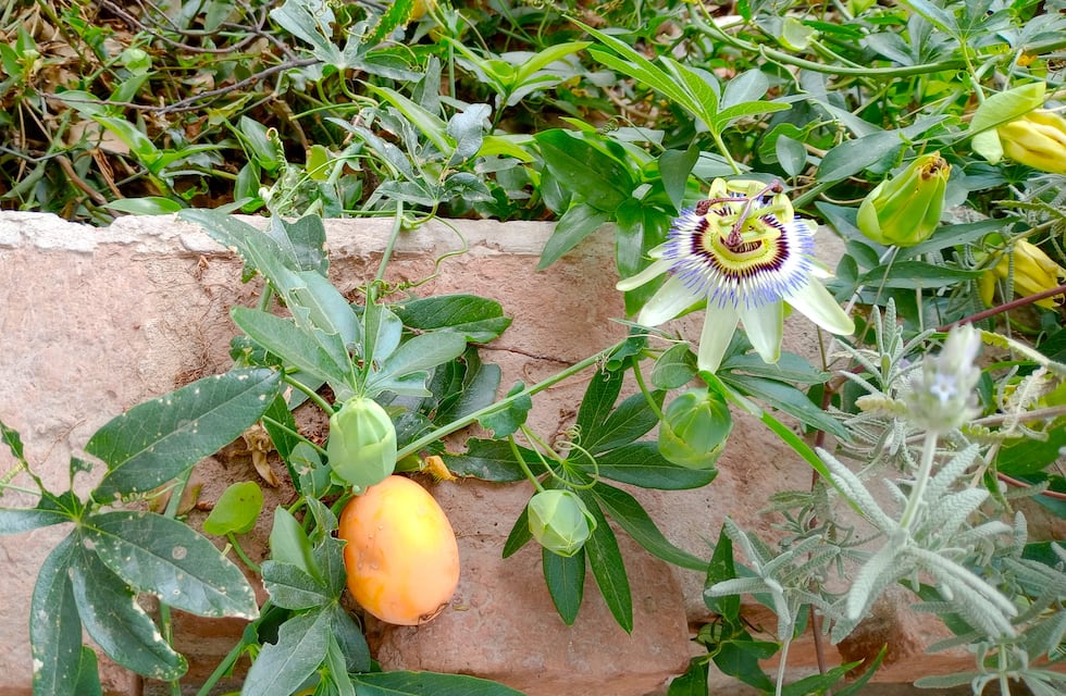 Proponen a productores jujeños avanzar hacia el negocio de la fruticultura tropical