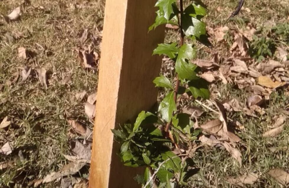 Semana del ambiente en Carlos Paz: limpieza de la bahía del gitano y forestación