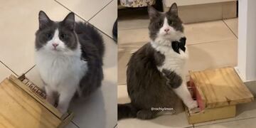La mascota recauda más de 200 mil seguidores en Tiktok