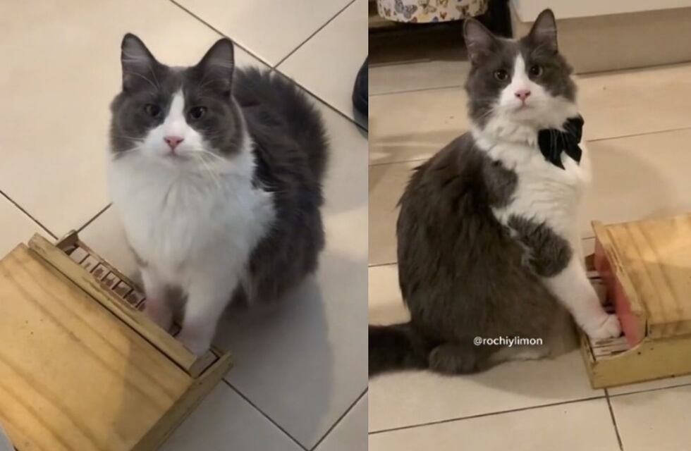 Limón, el gato cordobés que es “pianista” y causa furor en Tiktok