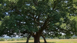 Cuál es el árbol que espanta los insectos, da sombra en verano y es ideal para decorar