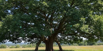 Cuál es el árbol que espanta los insectos, da sombra en verano y es ideal para decorar