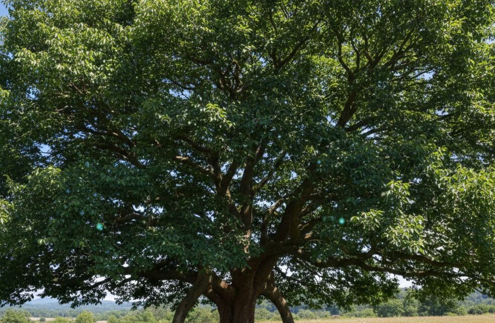 Cuál es el árbol que espanta los insectos, da sombra en verano y es ideal para decorar