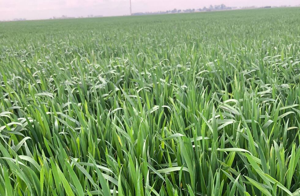 Desesperada búsqueda en Córdoba por un joven de 21 años desaparecido hace unos días