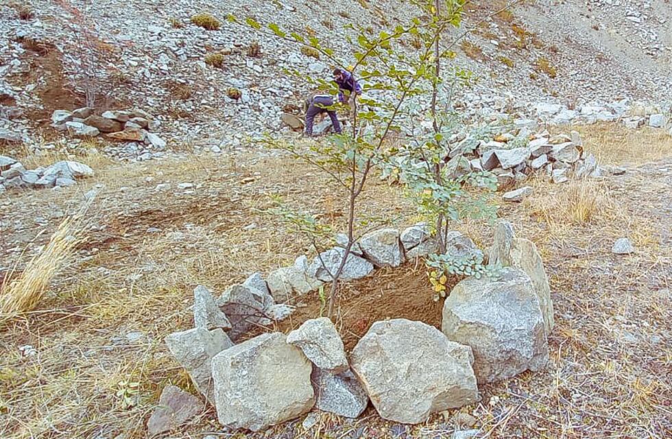 Trabajos de reforestación y restauración en la Reserva Provincial Río Valdez
