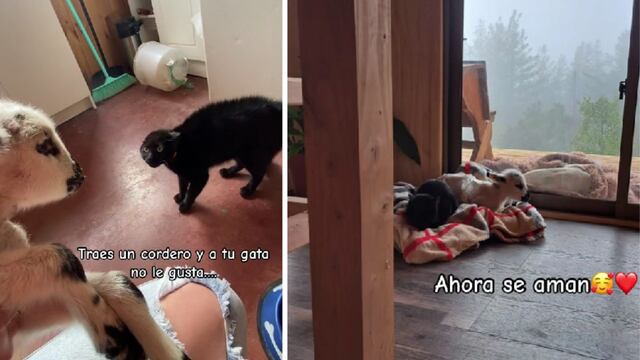 Adoptó un cordero y la insólita reacción de su gato al conocerlo hizo reír a todo TikTok