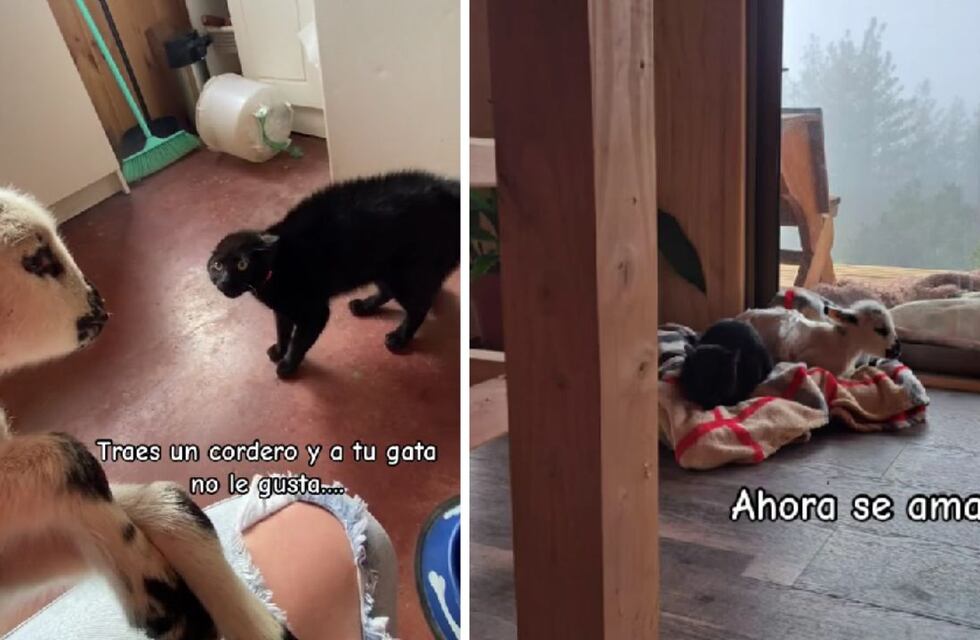 Adoptó un cordero y la insólita reacción de su gato al conocerlo hizo reír a todo TikTok