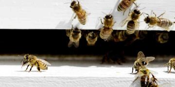 ENJAMBRE DE ABEJAS. Imagen a modo ilustrativo (AP/Archivo).