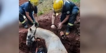 Puerto Iguazú: una yegua cayó a un pozo y debió ser rescatada.