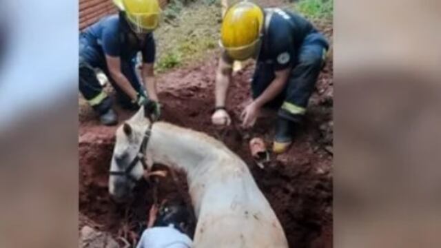 Puerto Iguazú: una yegua cayó a un pozo y debió ser rescatada.