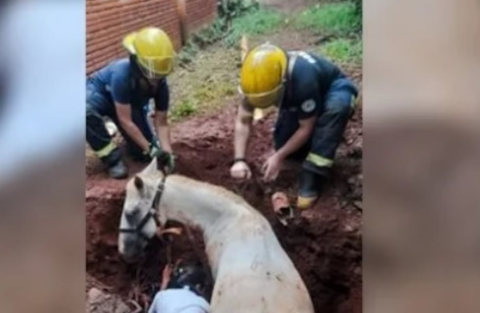 Puerto Iguazú: una yegua cayó a un pozo y debió ser rescatada