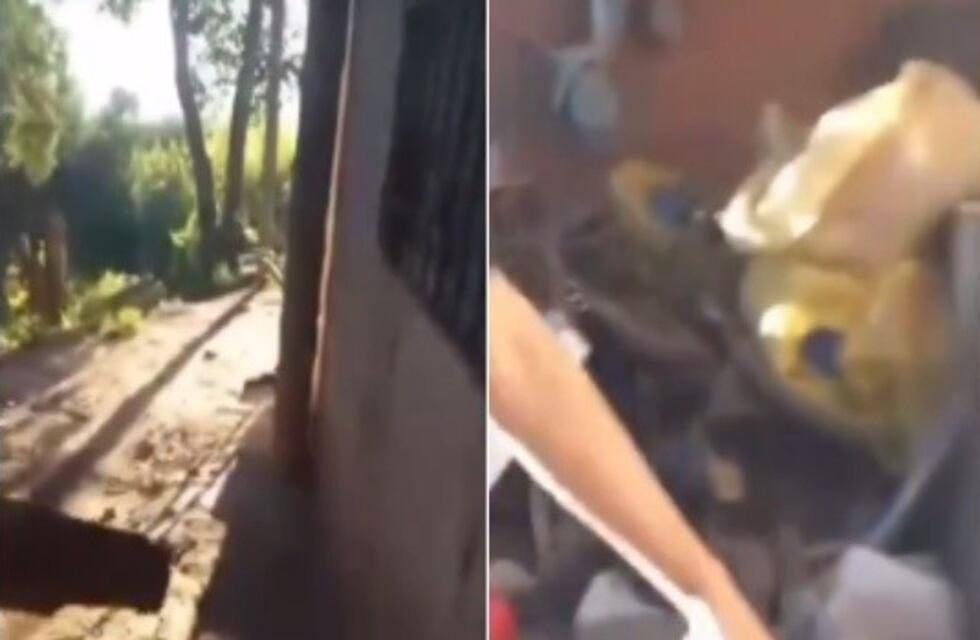Villa Constitución: se grabó matando a un perro a ladrillazos y viralizó el video