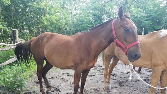En Anisacate, le robaron cuatro caballos y pide ayuda.