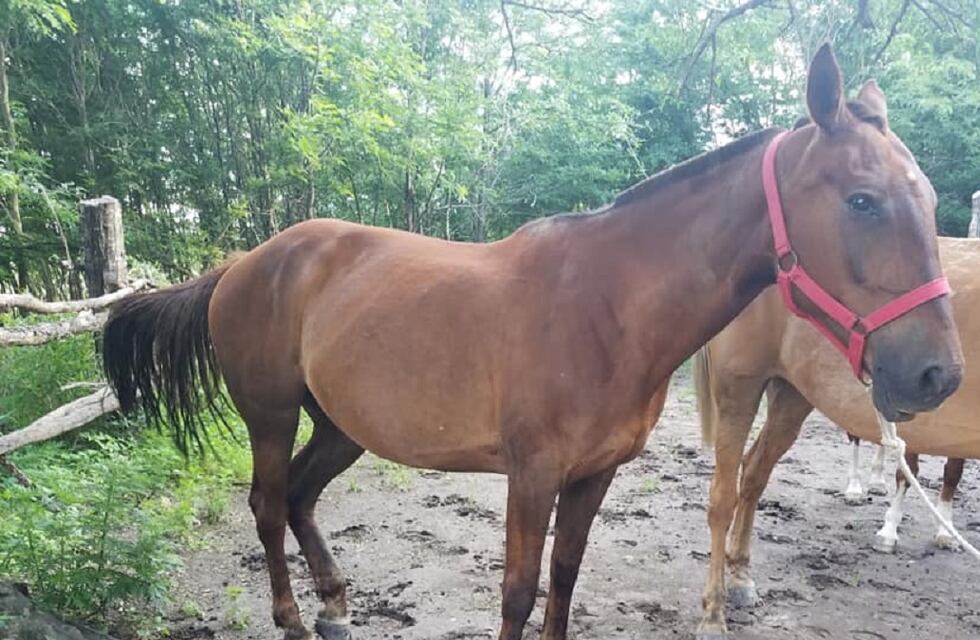 Anisacate: le robaron los caballos y pide ayuda por Facebook