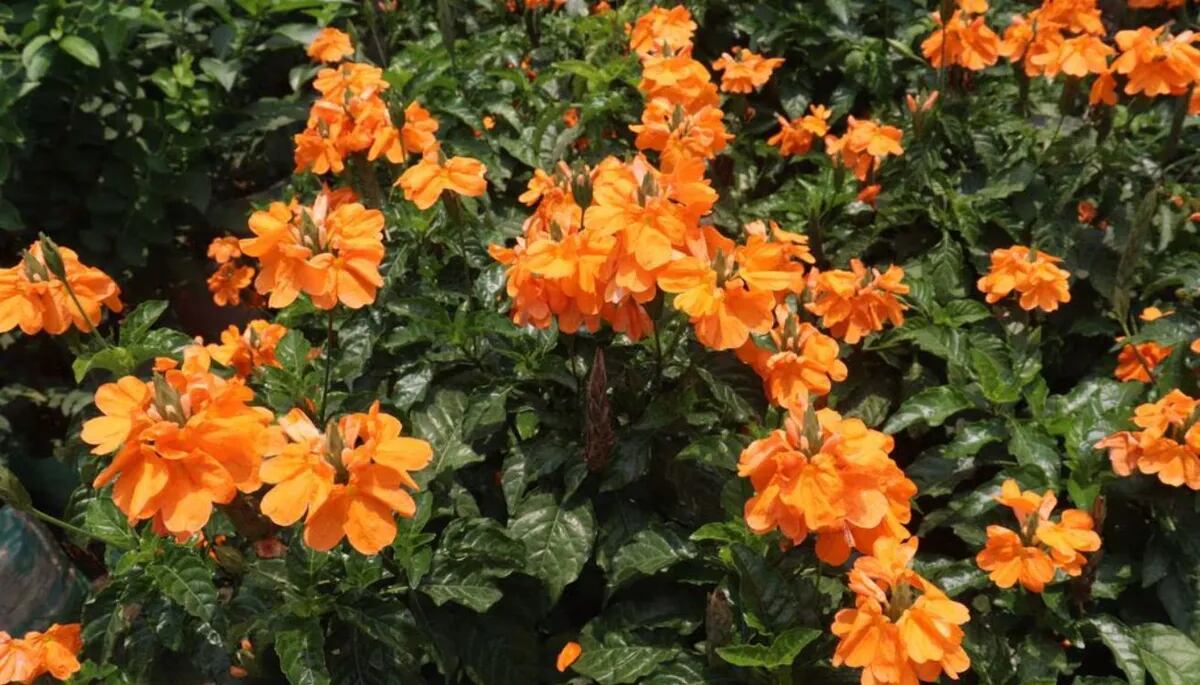 Las flores de la crossandra se presentan en tonos naranjas, salmón o rojos y destacan por su forma de embudo.