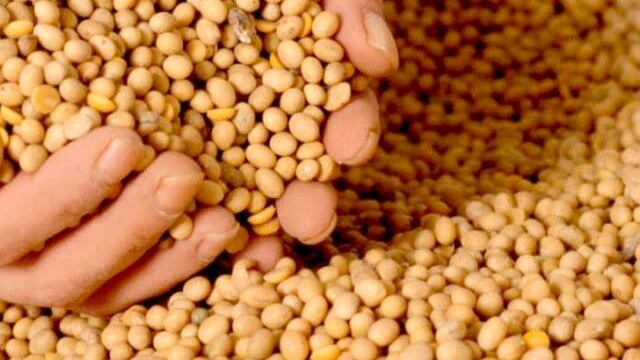 Las primeras pruebas del sensor fueron desarrolladas con semillas de soja. (Gentileza UNRC)