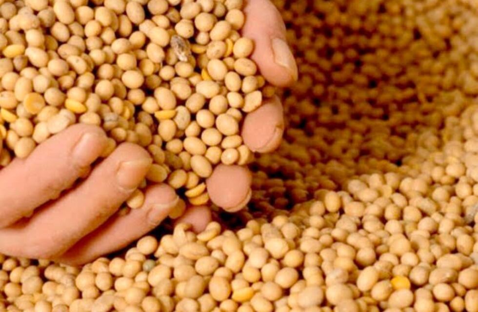Valiosa investigación en el cultivo de Soja