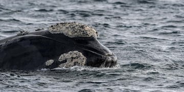 BALLENA. (Télam/Luciana Granovsky)