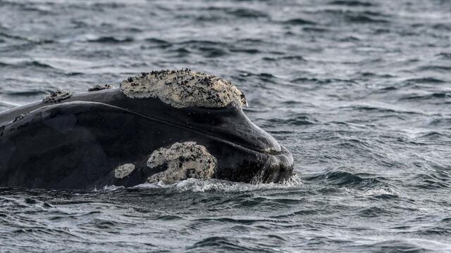 BALLENA. (Télam/Luciana Granovsky)