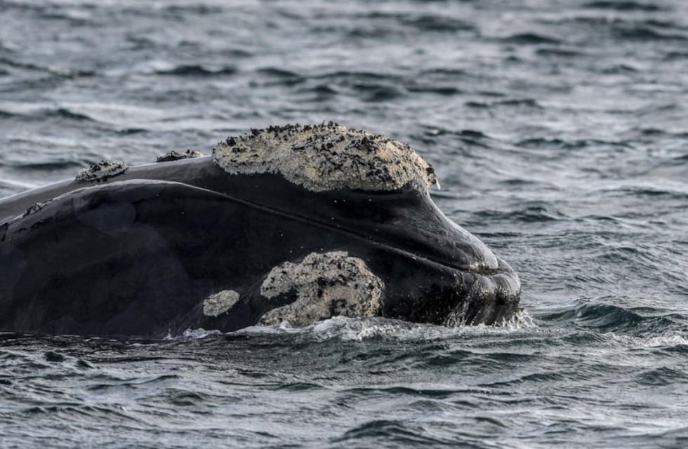 Avistaje de Ballenas: impulsan un nuevo atractivo turístico y cultural en Caleta Olivia